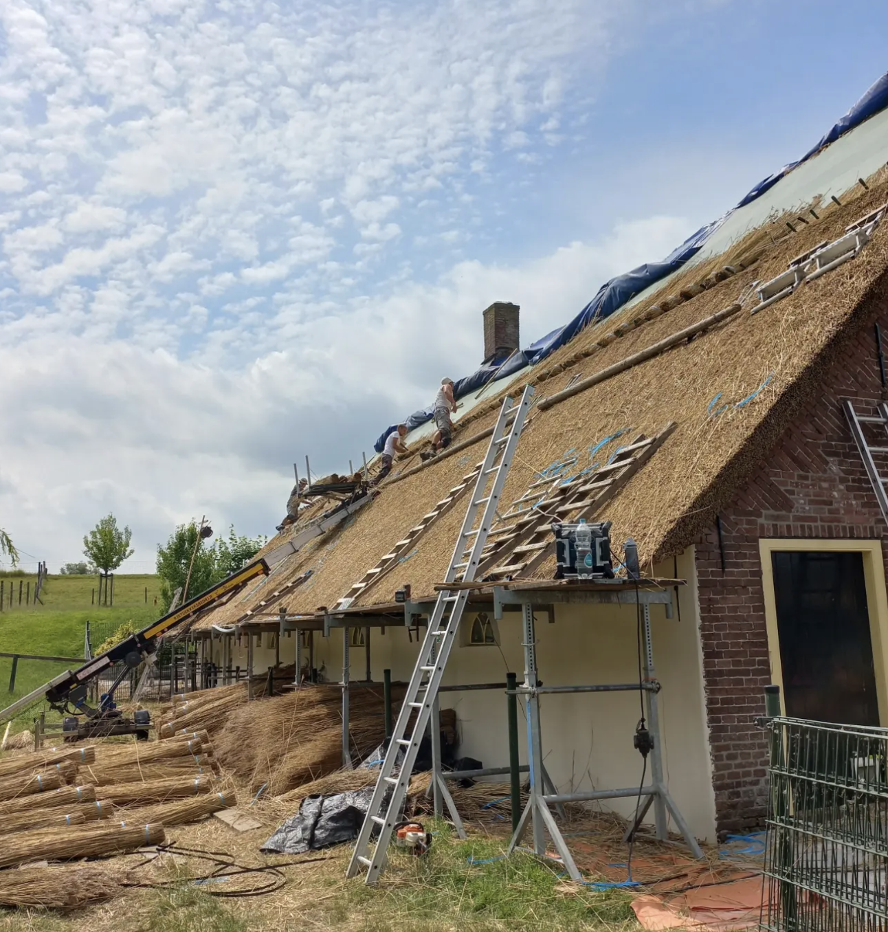 Renovatie van een lang rieten dak met steigers en ladders